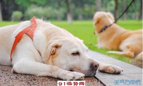 属猪的和属狗的合婚吗-属猪的和属狗的能合吗